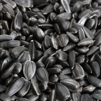 Wholesale Bulk Sunflower Seeds, Natural Raw Sunflower Kernels for Oil Extraction and Food, Buy Online Factory Direct