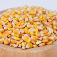 Non-GMO Yellow Corn Wholesale Premium Bulk Grain Supply for Food and Feed from Trusted Factory Export Supplier