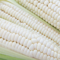 Premium White Corn Non GMO Bulk Wholesale Suppliers | High Quality White Corn Kernels for Food & Feed | Bulk Supply