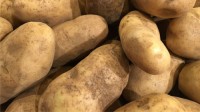 Premium Yukon Gold Potatoes Fresh Wholesale Bulk Supply High Quality Natural Farm Direct Factory Price