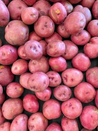 "Bulk Red Potatoes Wholesale Suppliers Premium Farm Fresh Quality Natural Vegetables for Retail & Export"