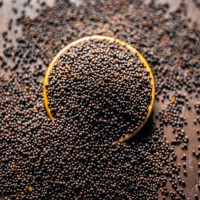 Wholesale Bulk Mustard Seeds Best Quality Yellow & Black Seeds for Spice, Oil & Food Processing