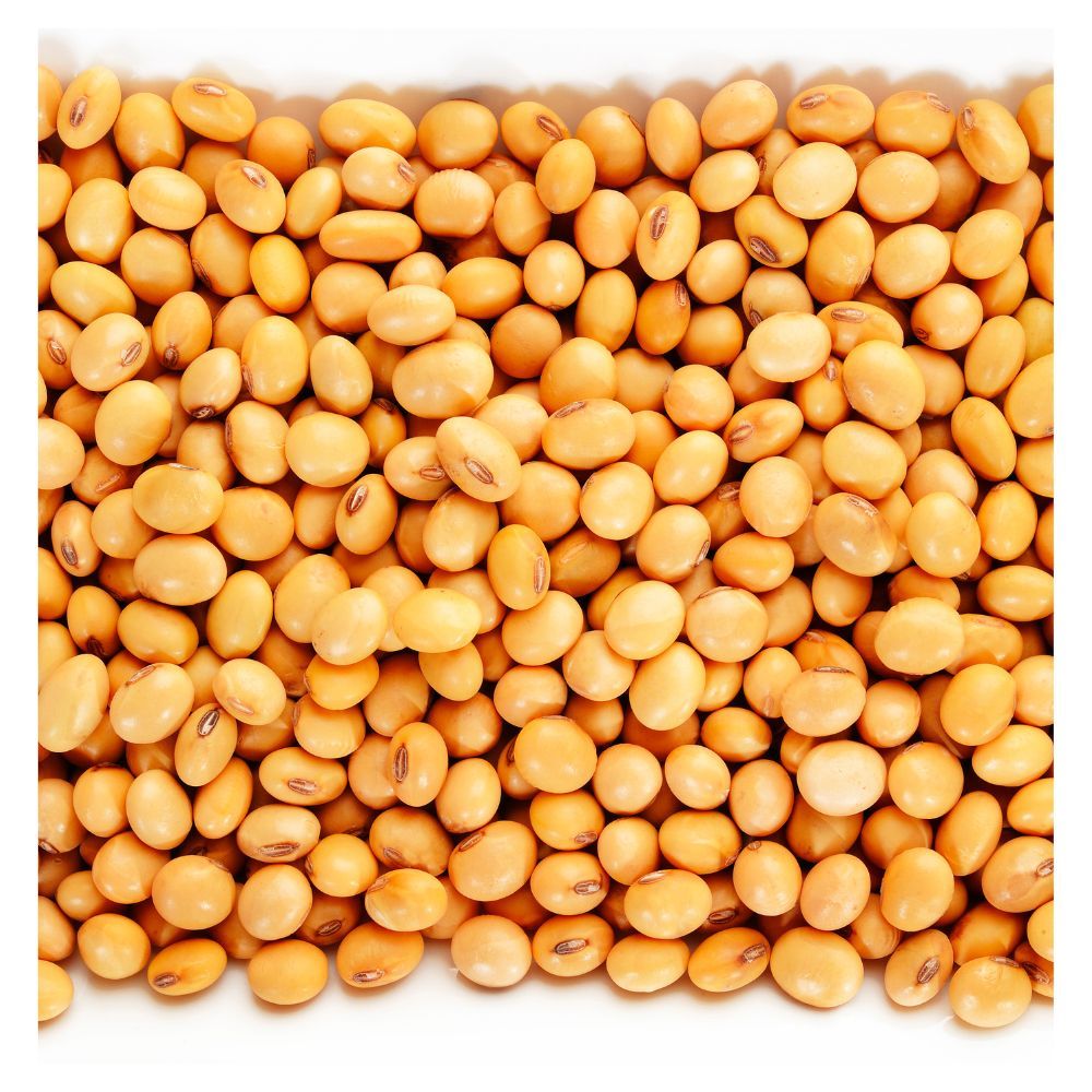 Wholesale Non GMO Soybean Seeds | Bulk Export | Natural Soybeans for Food & Feed Use
