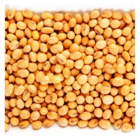 Wholesale Non GMO Soybean Seeds | Bulk Export | Natural Soybeans for Food & Feed Use
