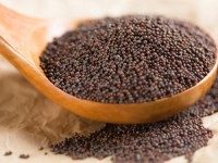 Factory Price Bulk Mustard Seeds Wholesale Yellow, Black & Brown Seeds for Spice Trade, Oil Extraction & Food Use