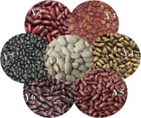 Hot Sale Red White Black Kidney Beans Wholesale Suppliers | Bulk Organic Pulses Exporter with Factory Price