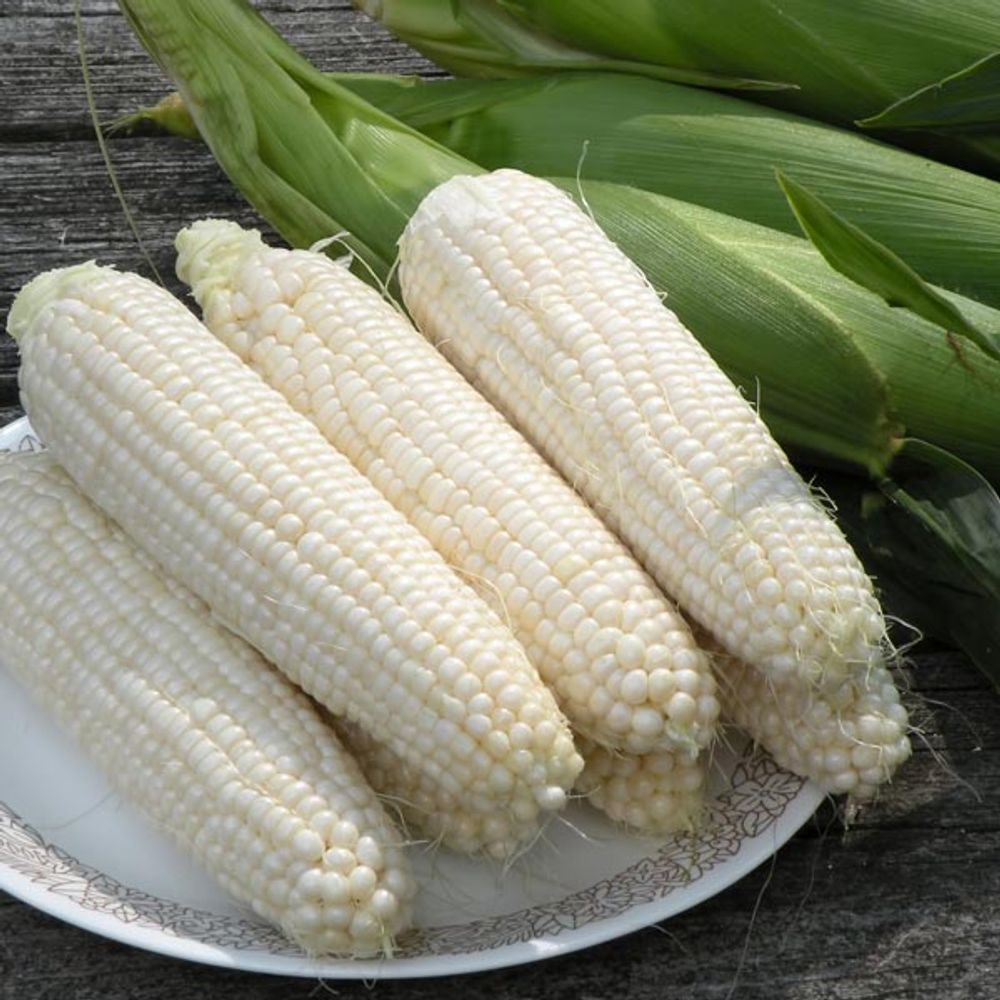 Premium White Corn Non GMO Bulk Wholesale Suppliers | High Quality White Corn Kernels for Food & Feed | Bulk Supply