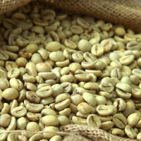 Raw Bulk Coffee Beans Arabica & Robusta Green Coffee Beans Wholesale Fresh High Quality Coffee Beans for Roasting