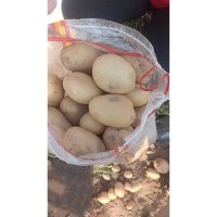 Premium Yellow Potatoes Natural Fresh Bulk Wholesale Hot Selling Farm Fresh Supplier