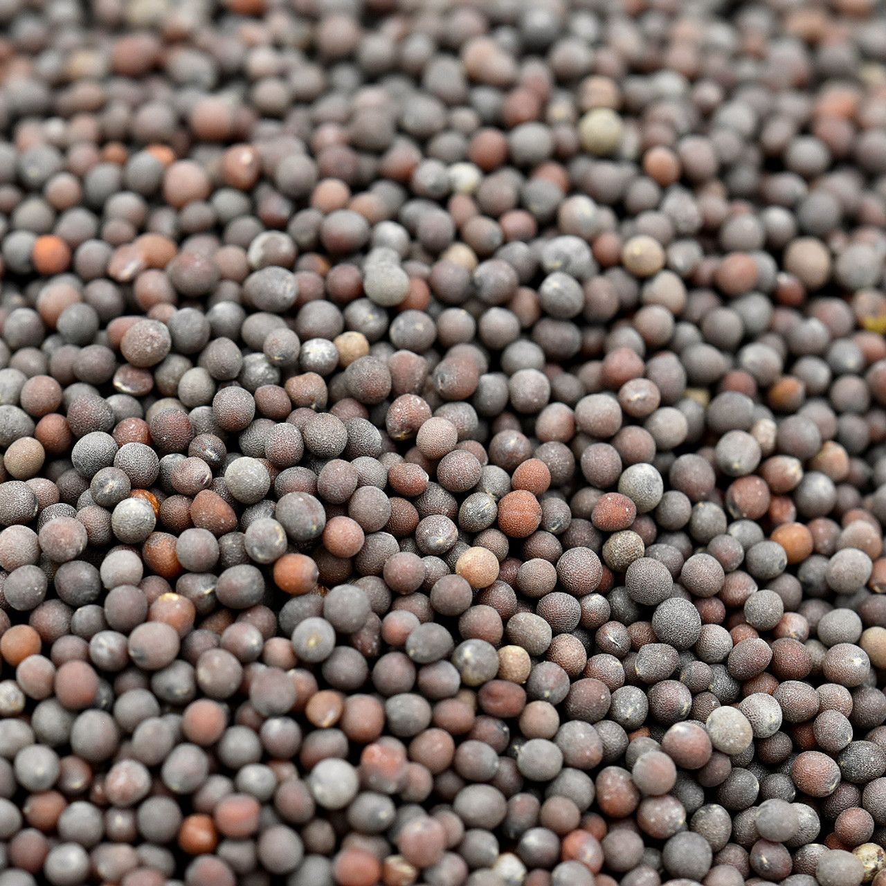 Wholesale Bulk Mustard Seeds Best Quality Yellow & Black Seeds for Spice, Oil & Food Processing