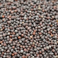 Wholesale Bulk Mustard Seeds Best Quality Yellow & Black Seeds for Spice, Oil & Food Processing