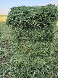 "Premium Alfalfa Hay Wholesale Supplier Bulk Feed for Cattle Horses Rabbits Factory Price Best Quality"