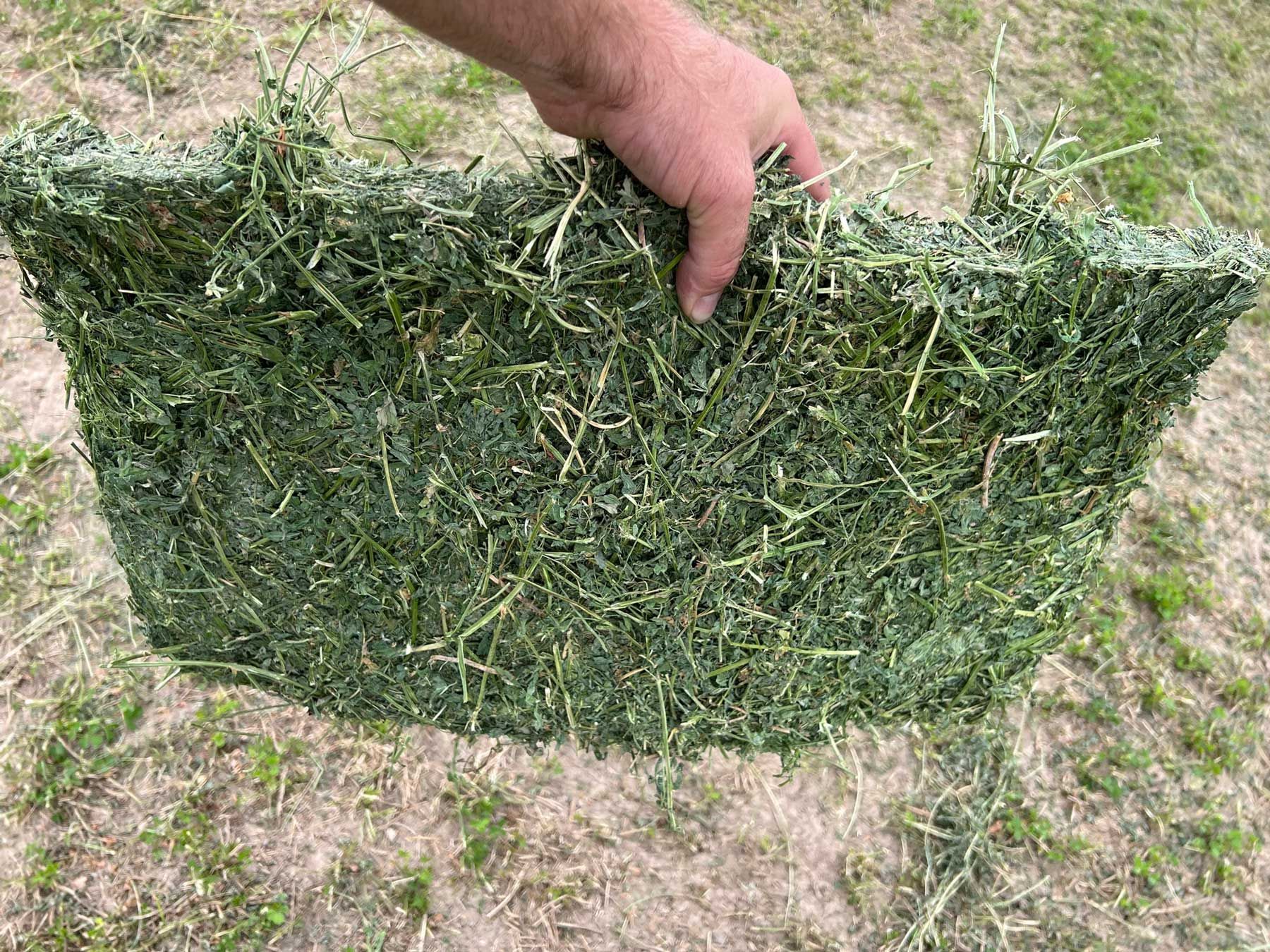 "Premium Alfalfa Hay Wholesale Supplier Bulk Feed for Cattle Horses Rabbits Factory Price Best Quality"