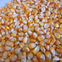 Premium Yellow Corn Non-GMO for Animal Feed and Food Grade Bulk Wholesale Supply at Competitive Factory Price