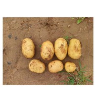 Premium Yellow Potatoes Natural Fresh Bulk Wholesale Hot Selling Farm Fresh Supplier