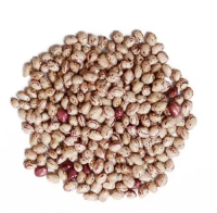 Premium Pinto Beans Wholesale Suppliers | Bulk Export Dry Pinto Beans at Competitive Factory Price Worldwide