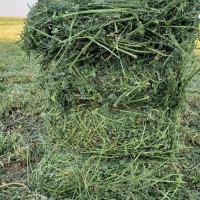 "Wholesale Alfalfa Hay Premium Quality Bulk Feed Supplier Factory Price Best for Cattle Horses Rabbits"