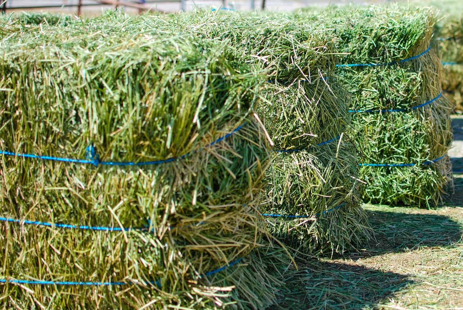 "High Quality Alfalfa Hay Bulk Wholesale Supplier Premium Animal Feed Factory Price Best for Livestock"
