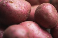 "Red Potatoes Bulk Wholesale Suppliers Fresh Farm Quality High Yield Direct Supply for Retail & Export"