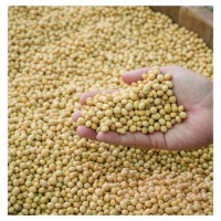 Bulk Non-GMO Soybeans for Sale | Wholesale Price | High Protein Natural Soybean Supplier