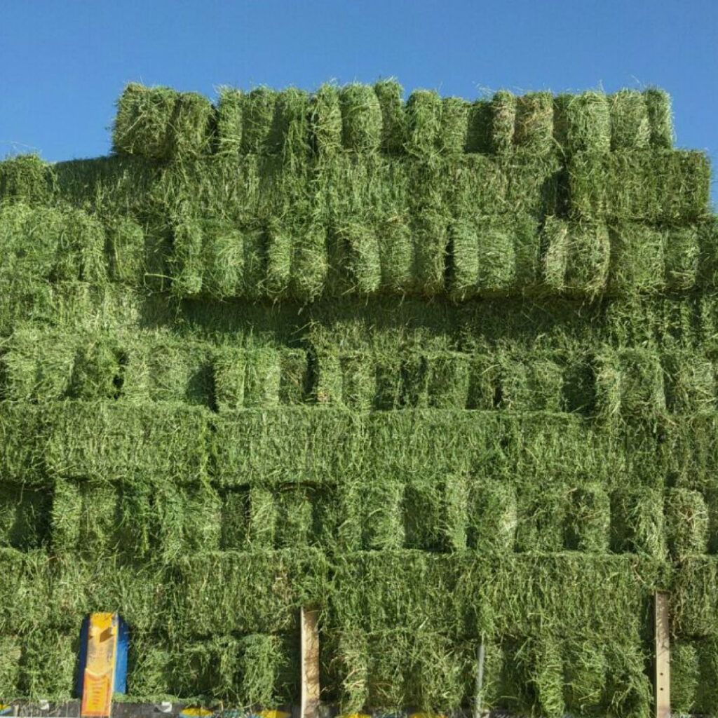 "High Quality Alfalfa Hay Bulk Wholesale Supplier Premium Animal Feed Factory Price Best for Livestock"