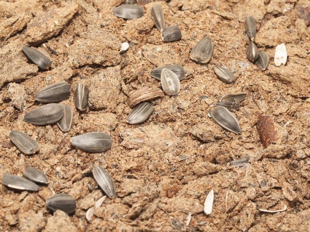 High Quality Sunflower Meal Protein Feed for Livestock | Bulk Wholesale Sunflower Seed Meal Factory Price