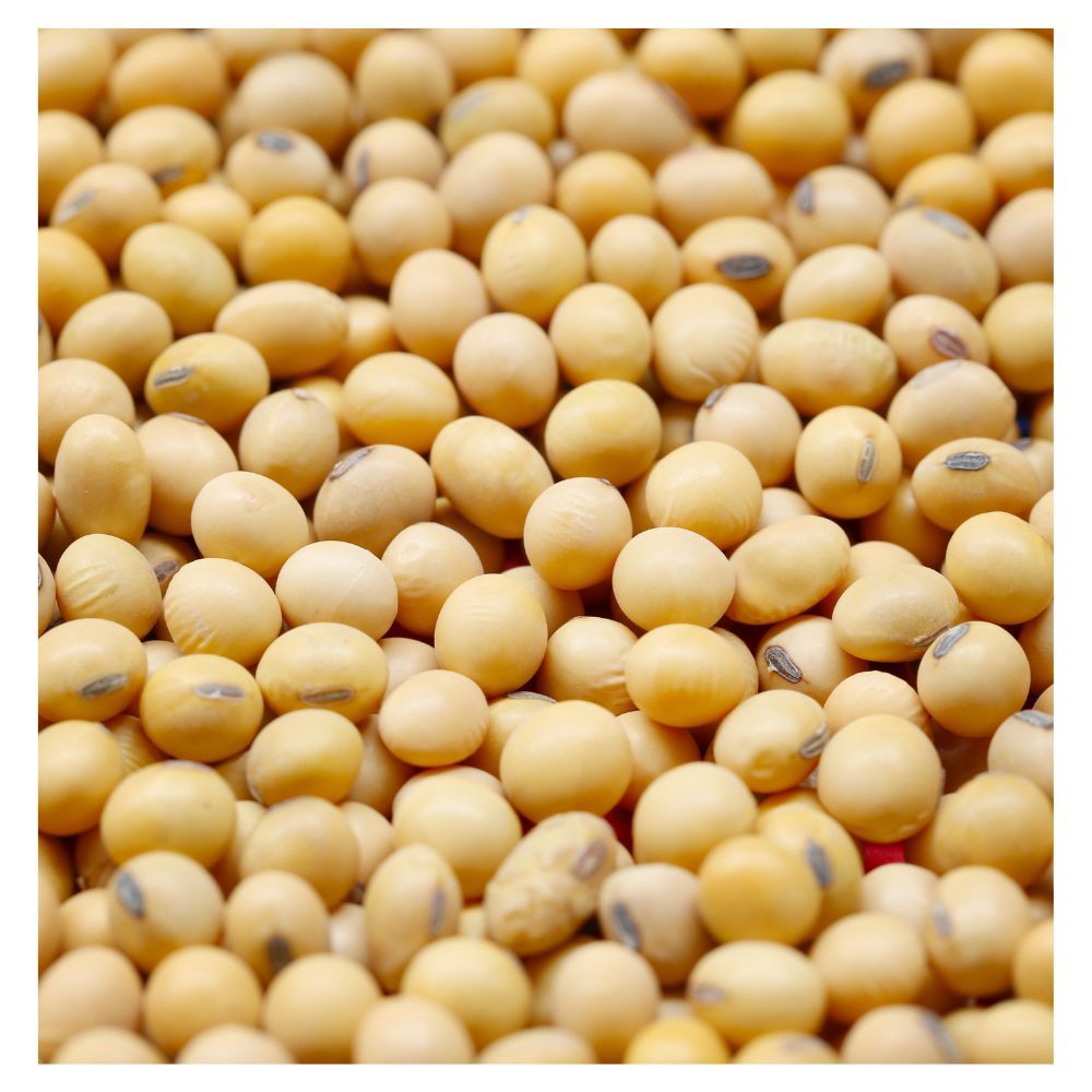 Bulk Non-GMO Soybeans for Sale | Wholesale Price | High Protein Natural Soybean Supplier