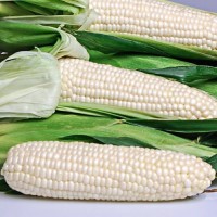 Non GMO White Corn Wholesale Suppliers | Bulk White Corn Kernels for Food & Livestock | Certified Quality White Corn
