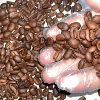 High Quality Bulk Coffee Beans Arabica and Robusta Raw Green Coffee Beans Wholesale Fresh Coffee Beans Online Sale