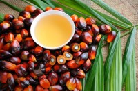 Wholesale Bulk Crude Palm Oil for Sale 100% Pure, Fresh, Factory Direct Price, Global Export and Online Ordering