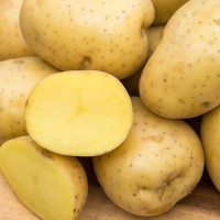 Yukon Gold Potatoes Fresh Premium Quality Wholesale Best Taste High Nutrition Bulk Supply Factory Price