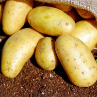 Premium Yukon Gold Potatoes Fresh Wholesale Bulk Supply High Quality Natural Farm Direct Factory Price