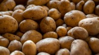 Fresh Russet Potatoes Wholesale Bulk Organic High Quality Factory Price Premium Grade Best Selling