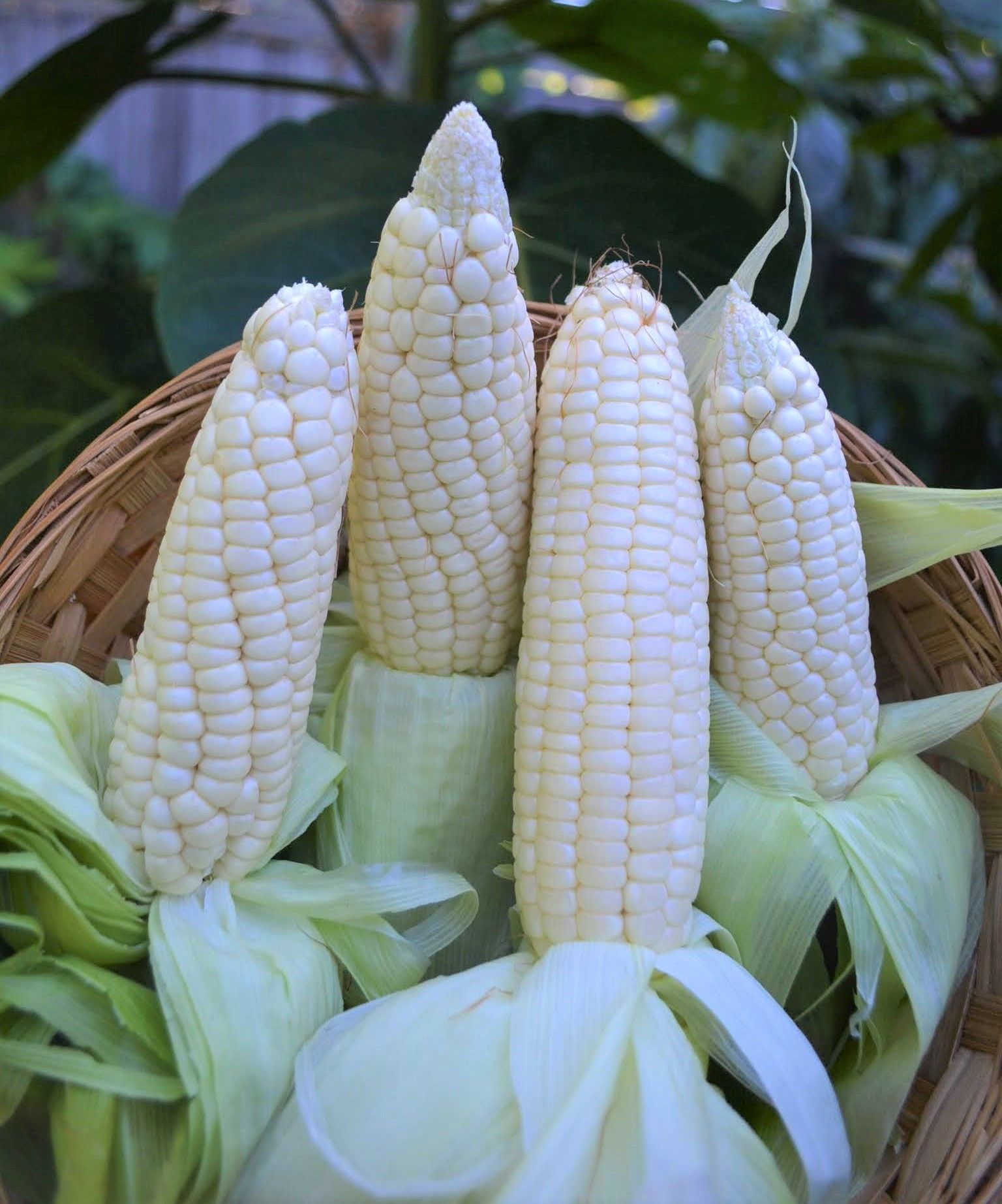 Wholesale White Corn Non GMO | Natural, Pure, High Yield White Corn for Food Industry | Reliable Non GMO Corn Suppliers