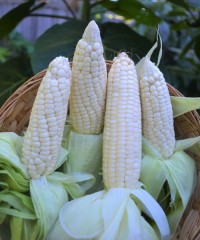 Wholesale White Corn Non GMO | Natural, Pure, High Yield White Corn for Food Industry | Reliable Non GMO Corn Suppliers