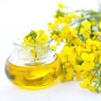 Premium Refined Canola Oil Wholesale Suppliers – 100% Pure Edible Cooking Oil Bulk Best Quality for Export
