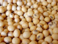 Factory Supply Non-GMO Soybeans | Bulk Wholesale Natural Soybean with High Nutritional Value