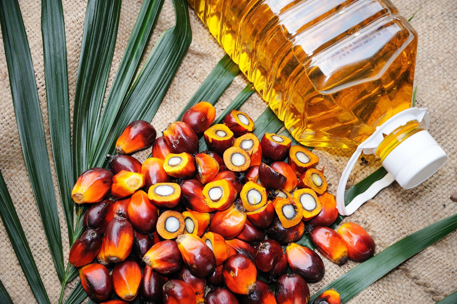 Premium Bulk Crude Palm Oil Buy Online from Trusted Supplier, Best Wholesale Price, Fast and Safe Delivery