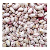 Trusted Pinto Beans Wholesale Suppliers | Organic Bulk Pinto Beans Factory Price for Retailers & Distributors