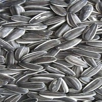Bulk Natural Sunflower Seeds for Sale Online, Premium Quality Raw Sunflower Kernels, Wholesale Factory Price Supplier