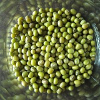 Green Mung Beans Bulk Sale | Premium Natural Moong Beans | Wholesale Supplier | Buy Online | Factory Price