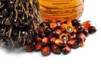 Wholesale RBD Palm Olein CP6 CP8 CP10 Bulk Cooking Oil for Export, Factory Price, Best Quality, Reliable Supplier