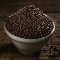 Bulk Mustard Seeds for Sale Wholesale Organic Yellow, Black & Brown Seeds at Factory Price
