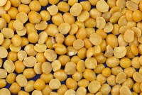 Premium Yellow Split Peas Bulk Supply Hot Selling Wholesale Pulses with Best Quality, Factory Price, and Fresh Harves