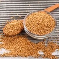 Factory Price Bulk Mustard Seeds Wholesale Yellow, Black & Brown Seeds for Spice Trade, Oil Extraction & Food Use