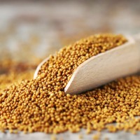 Wholesale Bulk Mustard Seeds Best Quality Yellow & Black Seeds for Spice, Oil & Food Processing