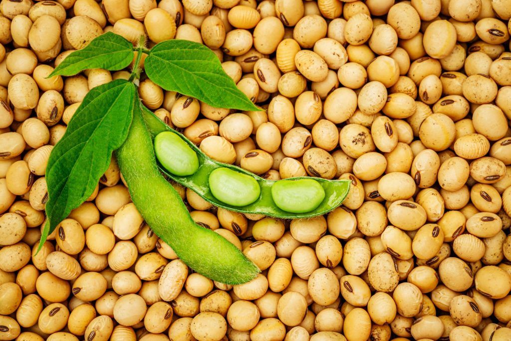 Wholesale Non GMO Soybean Seeds | Bulk Export | Natural Soybeans for Food & Feed Use