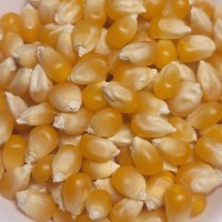 High Quality Non-GMO Yellow Corn Kernels Bulk Wholesale Grain Suppliers with Competitive Export Factory Price