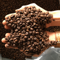 Bulk Coffee Beans Arabica & Robusta Raw Green Coffee Beans Wholesale Quality Fresh Coffee Beans for Roasting Online