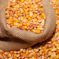 Premium Yellow Corn Non-GMO for Animal Feed and Food Grade Bulk Wholesale Supply at Competitive Factory Price